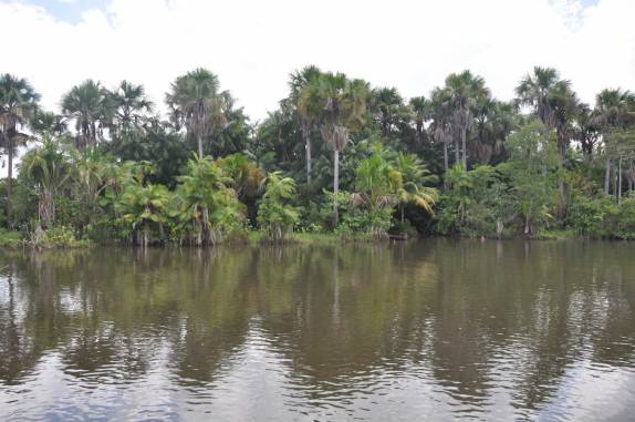 Margem e vegetação ao longo do rio Preguiças, entre Barreirinhas e Atins, nos Lençóis Maranhenses (MA)